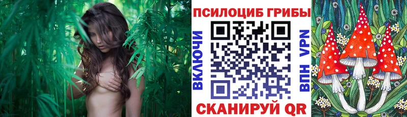kraken   Вытегра  Псилоцибиновые грибы прущие грибы 